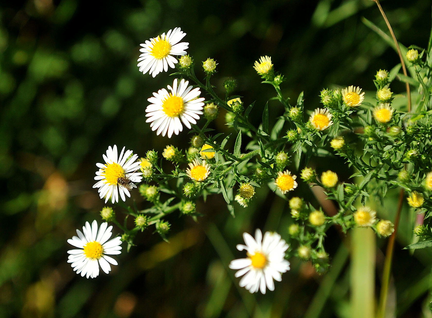 Davenport Fairmount Cemetery prairie